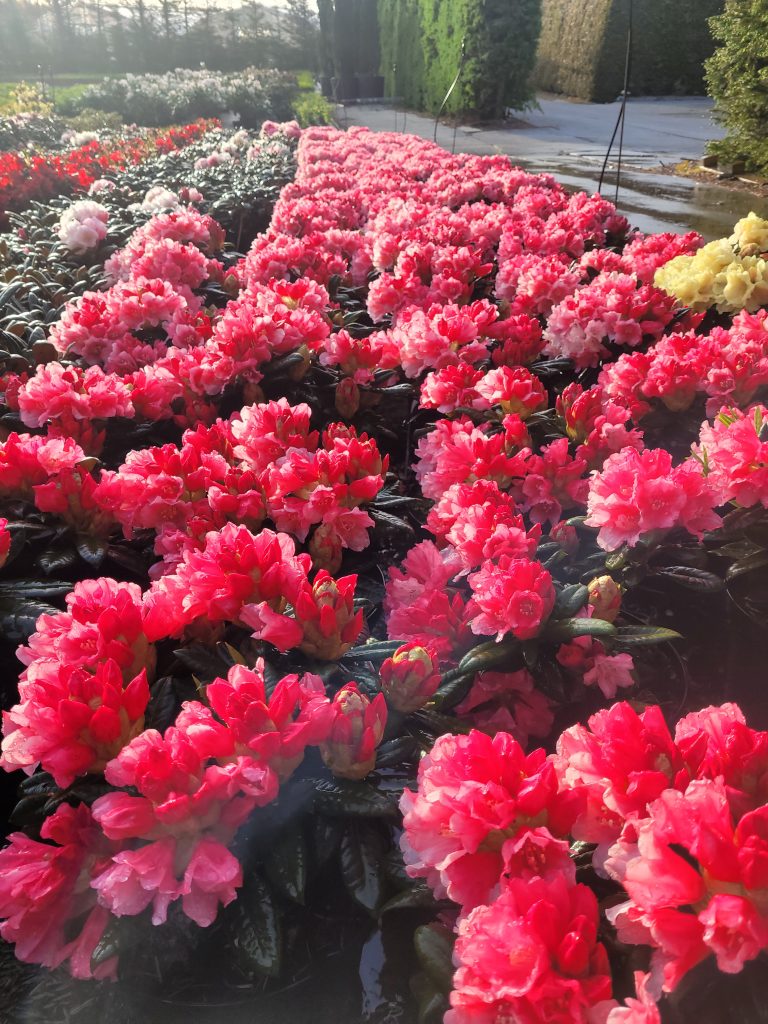 yaku-rhododendron Yaku Princess Rhododendron Plant Online