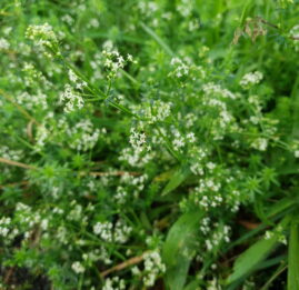 galium odoratum