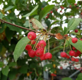 Malus sargentii ås