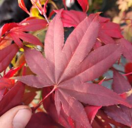 ACER PALMATUM 'OSAKAZUKI'