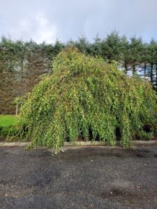 Betula pendula youngii