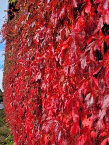 parthenocissus engelmannii