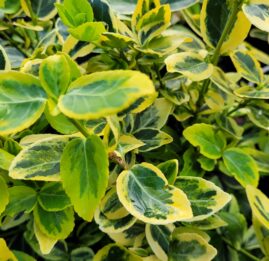 euonymus emerald gold