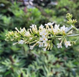 buddleja white profusion