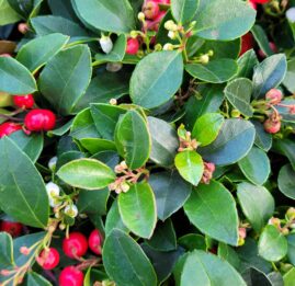 gaulteria procumbens