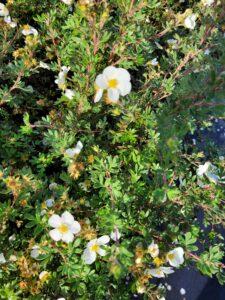 potentilla abbotswood