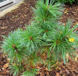 Pinus pumila ‘Glauca’