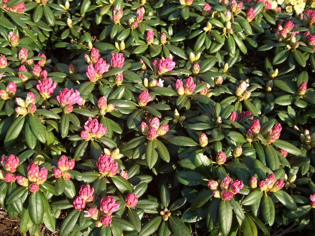 Rhododendron 'Polaris' - VestPlant