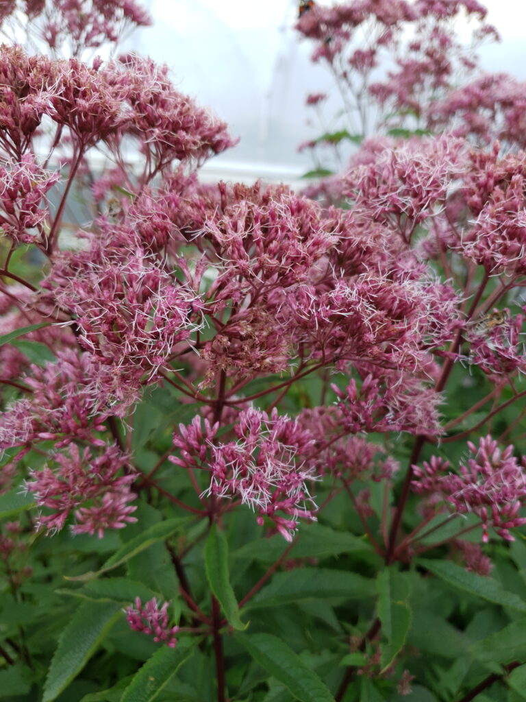 eupatorium cannabinum
