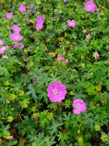 geranium max frei