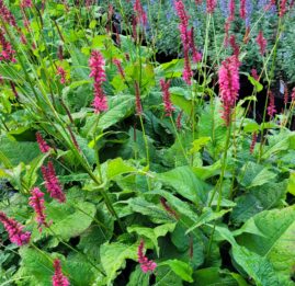 PERSICARIA AMPLEXICAULE ‘JS CALIENTE