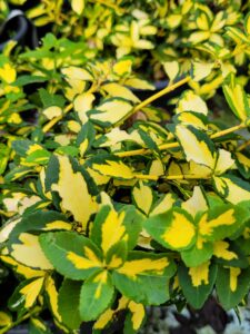 Euonymus fortunei 'Blondy'