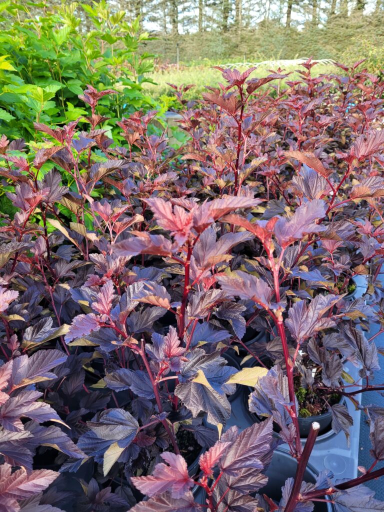 physocarpus diable d'or